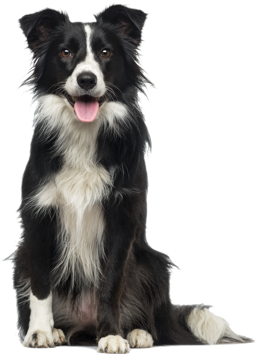 border-collie